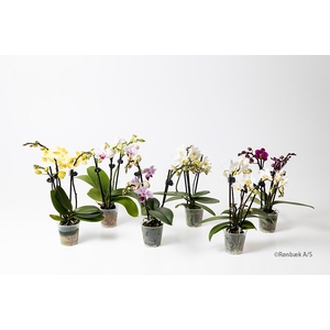 PHALAENOPSIS-HYBRID