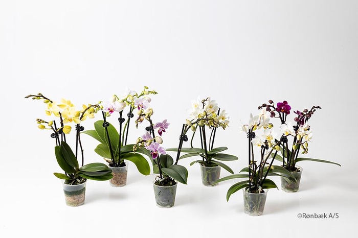 <h4>PHALAENOPSIS-HYBRID</h4>