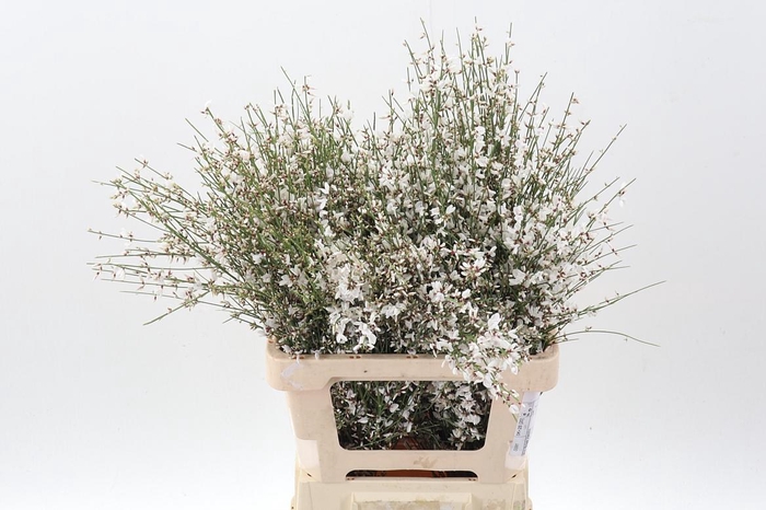 <h4>Gen Ov Wit Bs</h4>