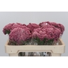 Ozothamnus Booming Pink