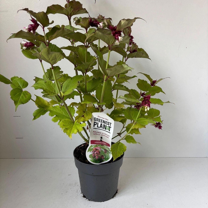 Leycesteria formosa