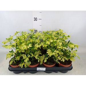 Schefflera arbor. 'Janine'