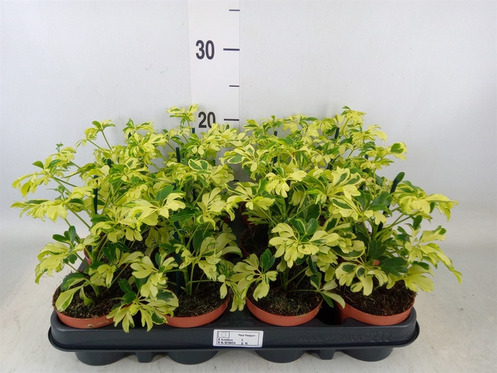 <h4>Schefflera arbor. 'Janine'</h4>
