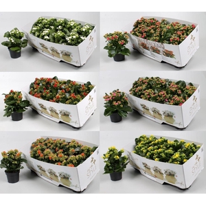 Kalanchoe Favorita instyle diverse Kleuren + collar