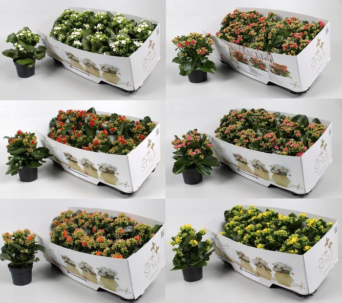 Kalanchoe Favorita instyle diverse Kleuren + collar