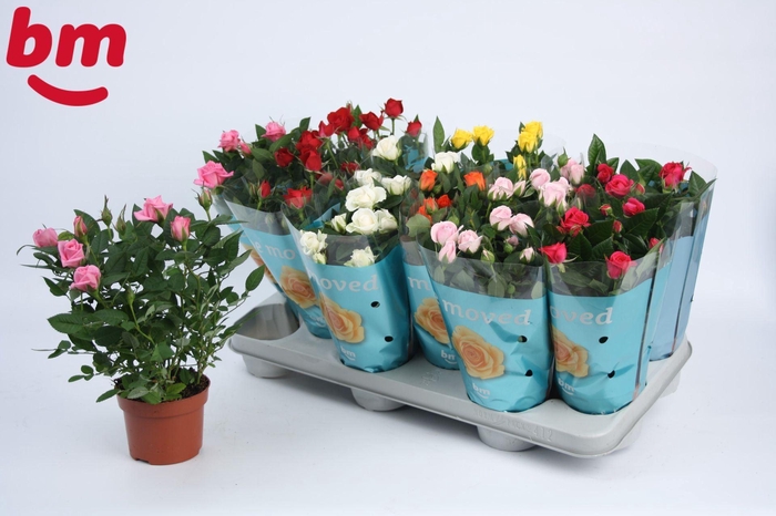 <h4>Rosa Beau Monde gemengd</h4>