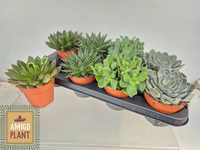 <h4>SUCC GEM 4 SRT</h4>