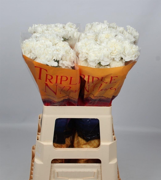 <h4>Di St Antarctica</h4>