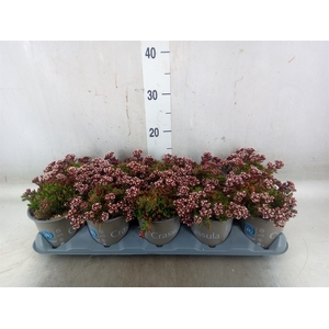 Crassula schmidtii