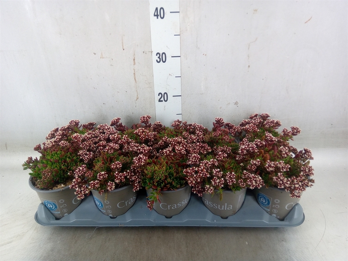 <h4>Crassula schmidtii</h4>