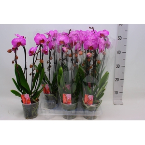 PHAL EL CASCADE