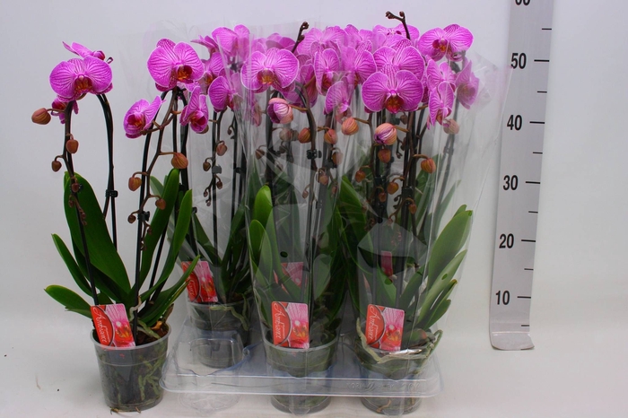 <h4>PHAL EL CASCADE</h4>