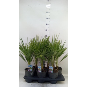 Chamaerops humilis