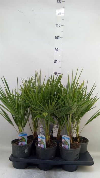 <h4>Chamaerops humilis</h4>