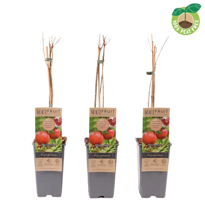 <h4>Punica granatum</h4>