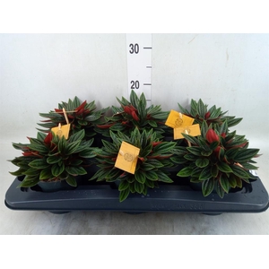 Peperomia caperata 'Rosso'