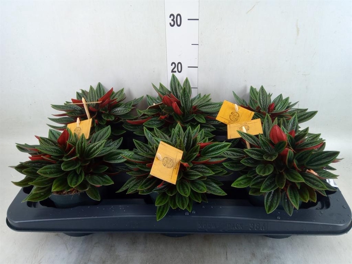 <h4>Peperomia caperata 'Rosso'</h4>