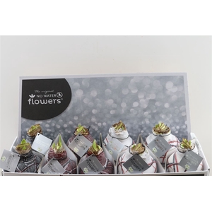 Wax Hipp Art Picasso Mix