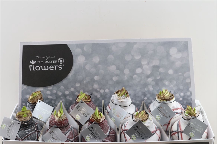 <h4>Wax Hipp Art Picasso Mix</h4>