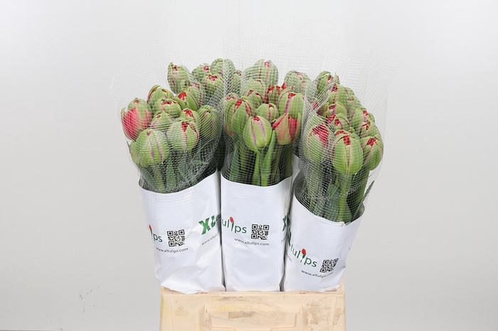 <h4>Tu Du Overig</h4>