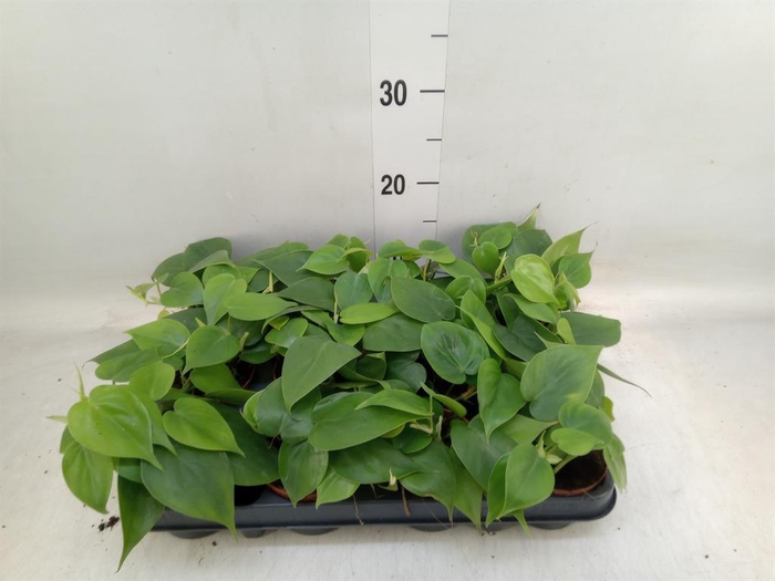 <h4>Philodendron scand.</h4>