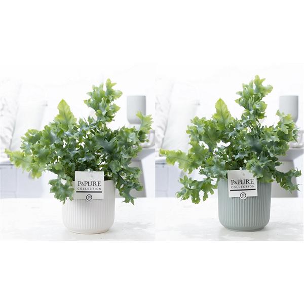 <h4>Phlebodium Davana in P&PURE Sophie ceramics ass. 2</h4>