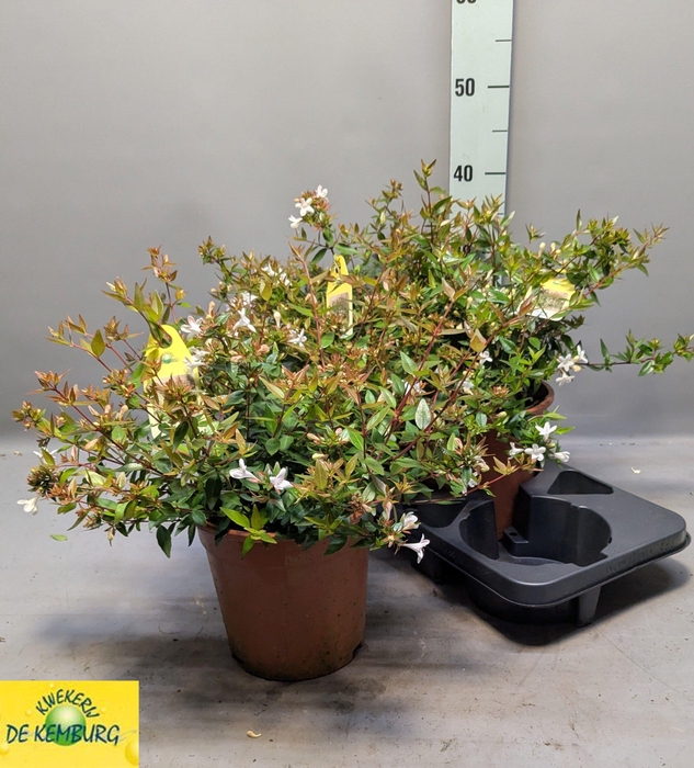 <h4>ABEL GRANDIFLORA</h4>