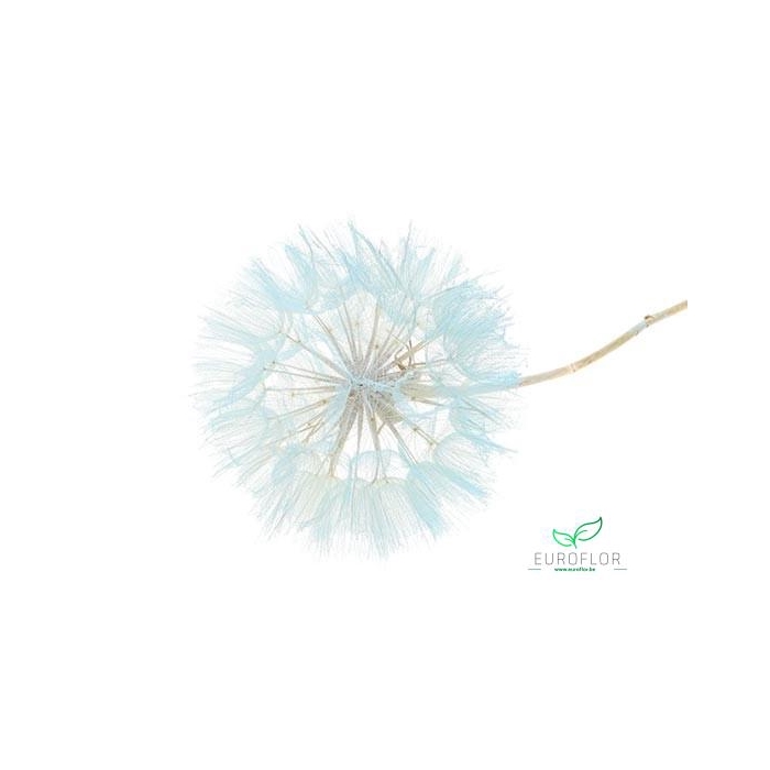 <h4>DANDELION 1PC D12 35CM LIGHT BLUE</h4>