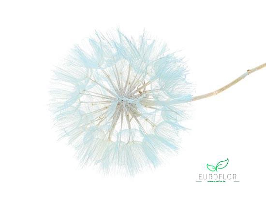 DANDELION 1PC D12 35CM LIGHT BLUE