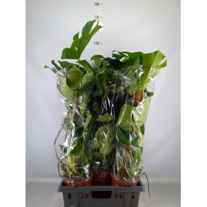 Monstera delic.