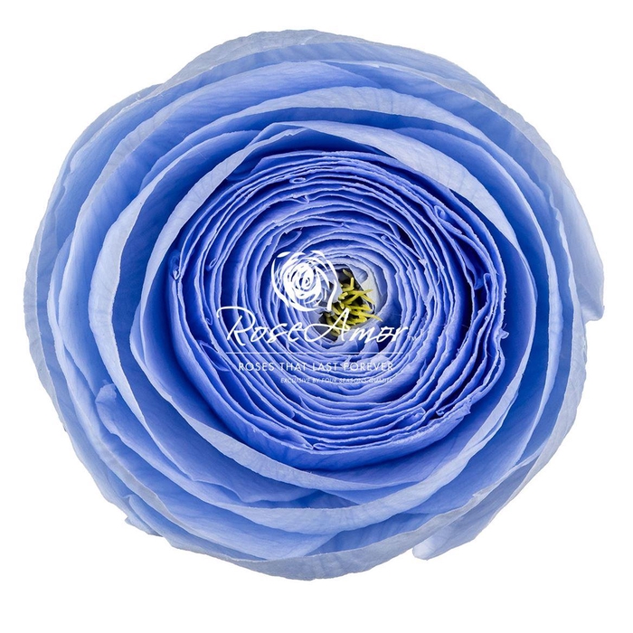 <h4>Ranunculus Vio89</h4>