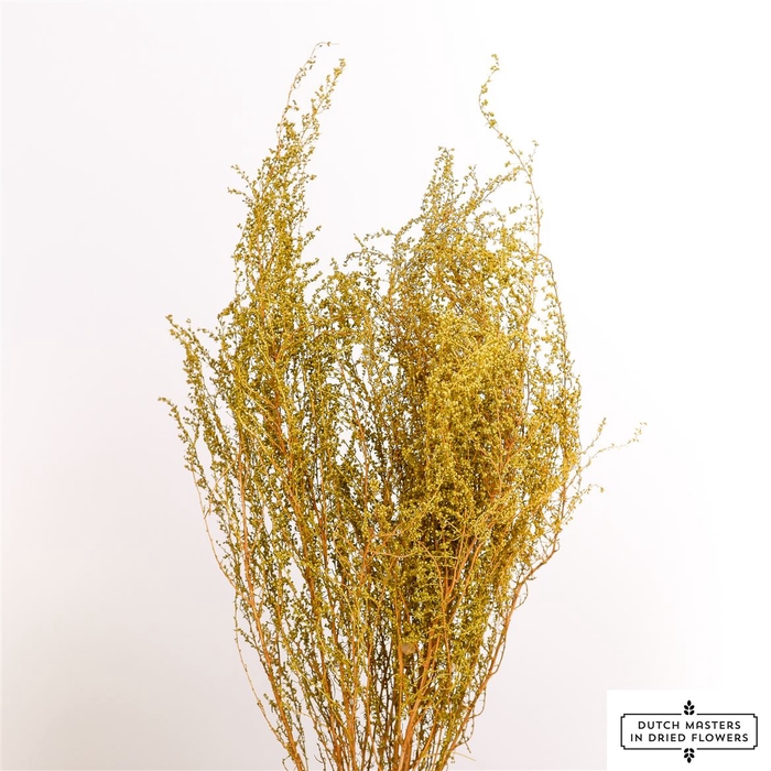 Dried Solidago Natural Bunch