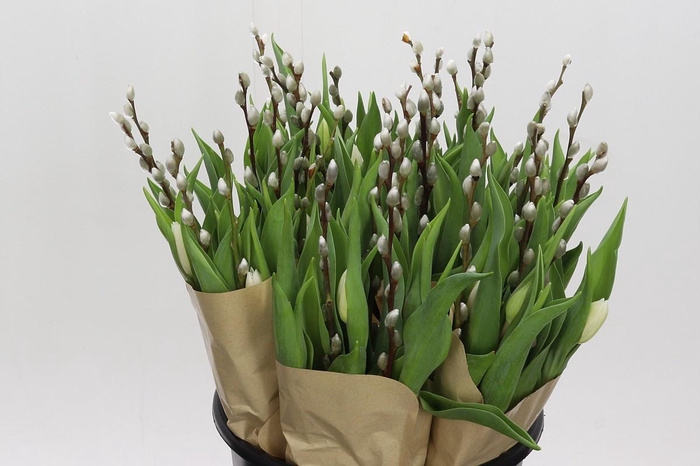 <h4>BQ Tulp Salix White</h4>