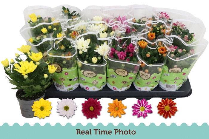 <h4>CHRYS GEM 6 KL</h4>