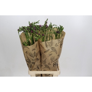 Freesia One XXL Pink