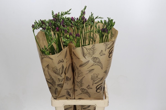 <h4>Freesia One XXL Pink</h4>