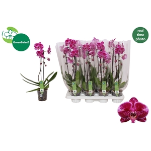 PHAL EL CASCADE