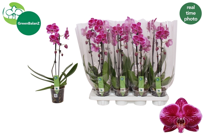 <h4>PHAL EL CASCADE</h4>