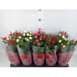 Rosa  'Star Roses'   ...mix 4