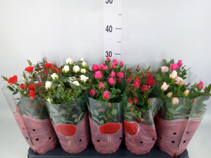 <h4>Rosa 'Star Roses' ...mix 4</h4>