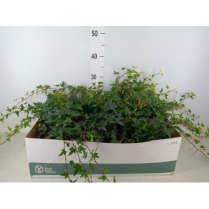 Hedera helix 'Shamrock'