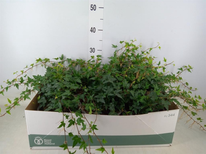 <h4>Hedera helix 'Shamrock'</h4>