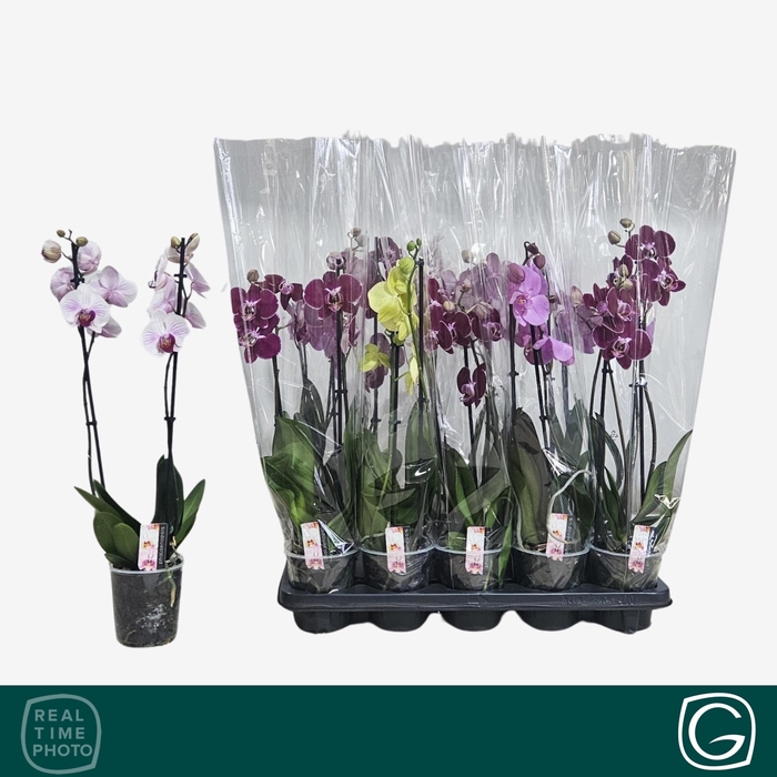 <h4>PHAL GEM 4 KL</h4>