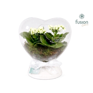 Green Bottle Hart met Kalanchoe