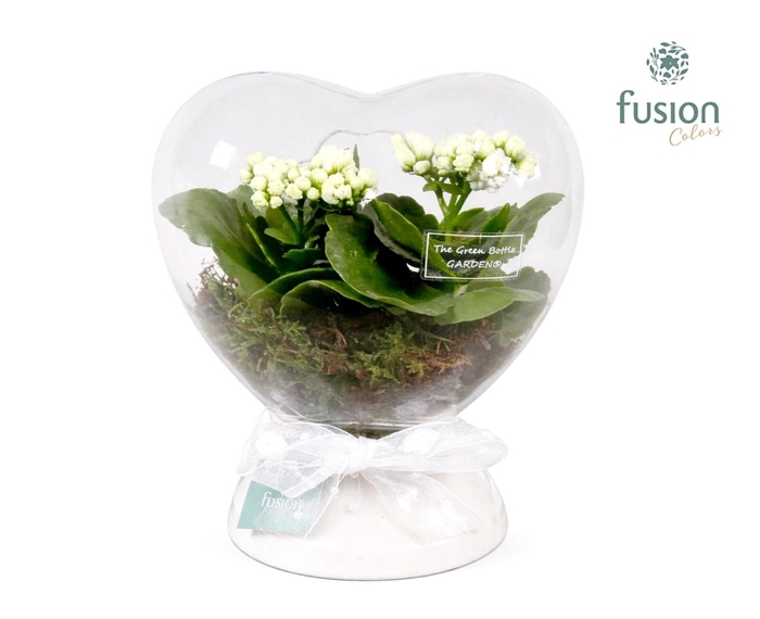 <h4>Green Bottle Hart met Kalanchoe</h4>