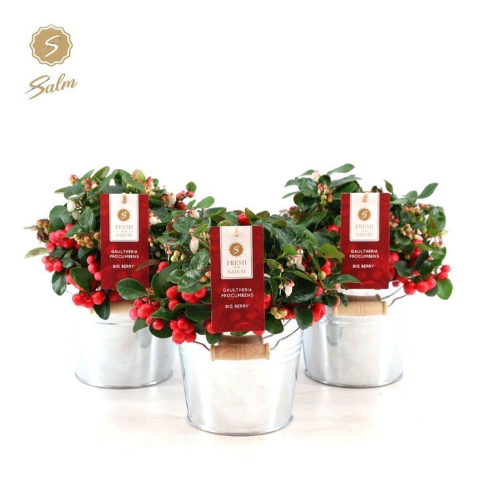 <h4>Gaultheria pr. 'Big Berry'® P12 in Zinc Old-Look</h4>