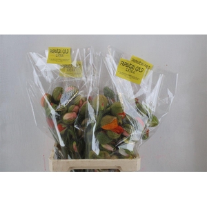 Papaver Mixed Extra P Stem