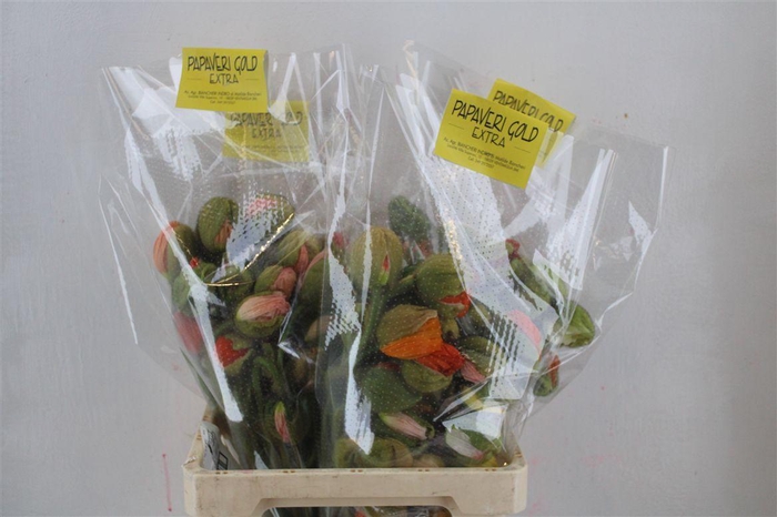 <h4>Papaver Mixed Extra P Stem</h4>
