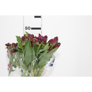 ALSTROEMERIA NAPOLI 080 CM