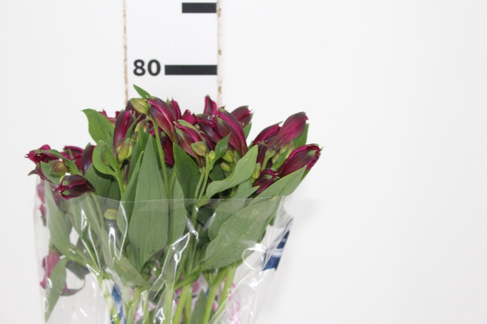 ALSTROEMERIA NAPOLI 080 CM
